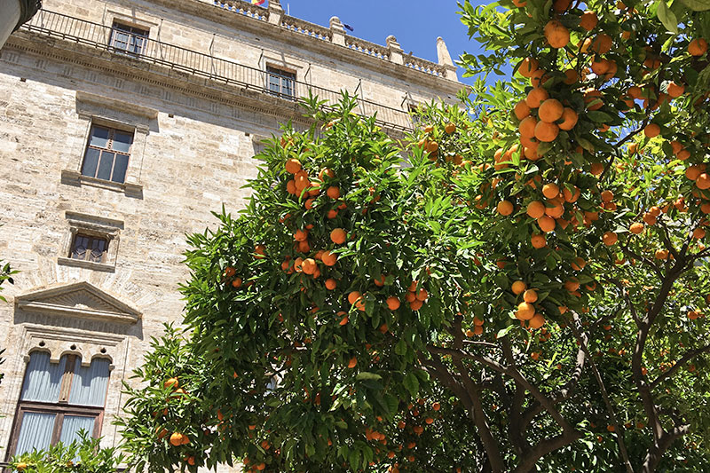 Jardin Generalitat oranges 1