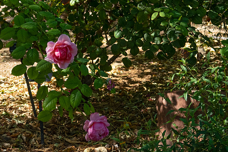 Two pink desert roses bloom on a rose bush. The leaves are vibrant green.