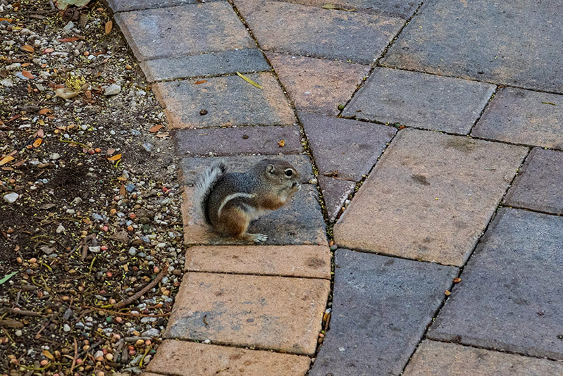 A ground squirrel sits on the edge of a paved walkway. The walkway has brown and tan paving stones. The ground squirrel is sitting on its back legs, eating something with its front paws. It's brown with a white stripe down the side.