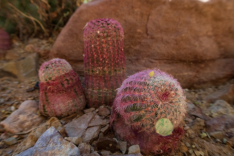 a close-up of a pink and green cactus, it's round and points toward the camera, while two of the same type of cactus stand oblong in the background against a rock